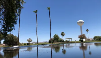 Fall and Spring Clean Up for Oliver L. Palm & Tree services in Yuma, AZ