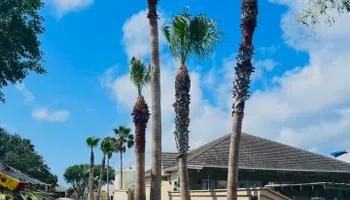 Tree Removal for Johnnys Pro Cutters in Corpus Christi, TX