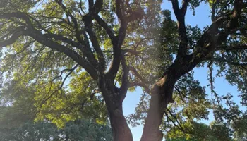 Tree Removal for Z’s Trees LLC in Grey Forest, TX