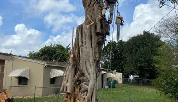 Tree Trimming for Sam's Tree Service in Miami Beach,  FL