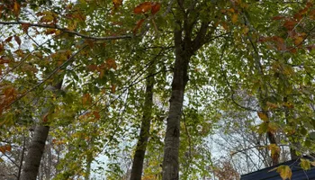 Land Clearing And Site Preparation for True Grit Hauling in Athens, TN