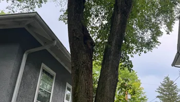 Tree Removal for Dittmer Tree Service in Davenport, IA