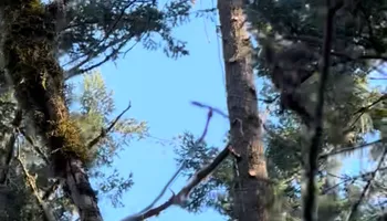 Tree Removal for Ascension Tree Care LLC in Yakima County, WA