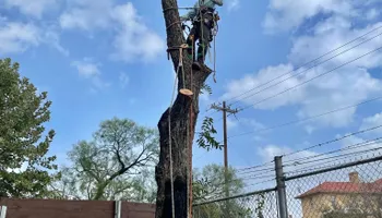 Tree Removal for Z’s Trees LLC in Grey Forest, TX