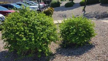 Residential Lawn Maintenance for 2 Brothers Landscaping in Albuquerque, NM