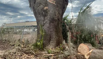 Tree Removal for TREE BOYS in Ruskin, FL