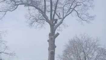 Tree Removal for Smith Tree Experts in Palmyra, VA