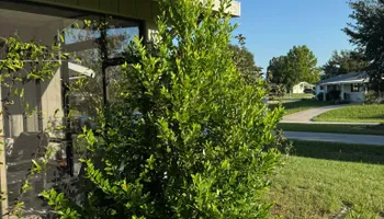 Mowing for Young's Lawn Services LLC in Ocala, FL
