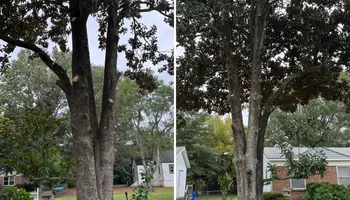 Tree Removal for Tucker's Tree Service and Stump Grinding in Lugoff, SC