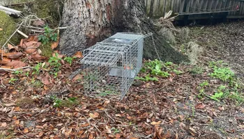Hogs for North Brevard Wildlife Solutions in Mims, FL