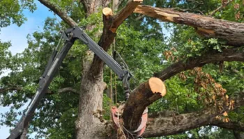 Tree Removal for Smith Tree Experts in Palmyra, VA