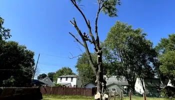 Tree Removal for Huntsville Tree Service in Huntsville, AL