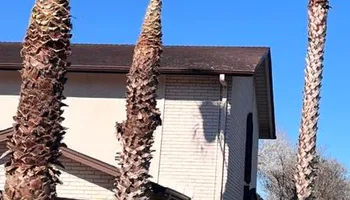 Tree Removal for Johnnys Pro Cutters in Corpus Christi, TX