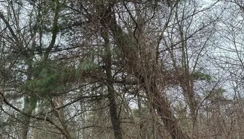 Tree Removal for Silver City Tree Service in Taunton, MA