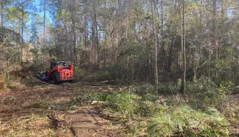 Tree Removal for Top Notch Tree Experts in Orange Park, FL