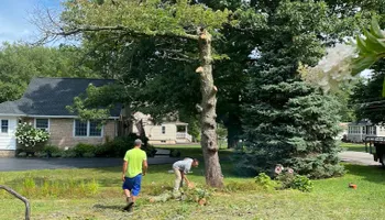 Tree Removal for Mays Tree and Stump Removal in Alden, NY