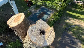 Tree Removal for Hennessey Tree & Landscape LLC in Oxford,  CT 