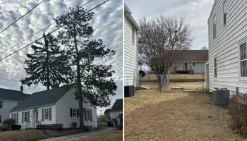 Tree Removal for Fransen's Tree Service  in Freeport, IL