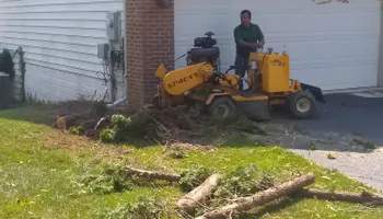 Tree Removal for Mario's Tree Service in Richmond, VA