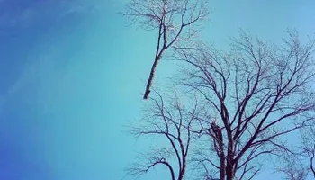 Tree Removal for Highborn Tree Service in Wheatfield, IN