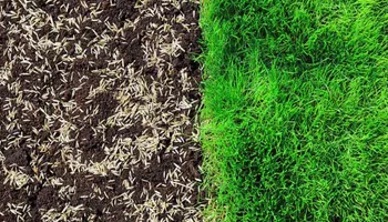 Lawn Aeration for North Texas Groundscaping in Frisco, TX