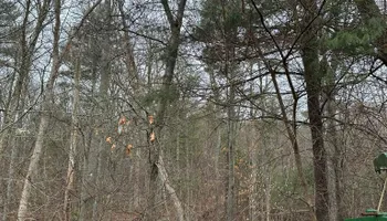 Tree Removal for Silver City Tree Service in Taunton, MA