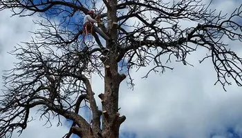 Tree Risk Consultation for Beetle Busters LLC in Centennial, CO