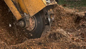 Tree Removal for Freedom Tree Pros in Melbourne, FL