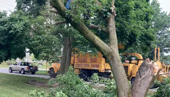 Tree Removal for Village Tree Service  in Whitestown, IN