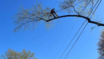 Tree Removal for Highborn Tree Service in Wheatfield, IN
