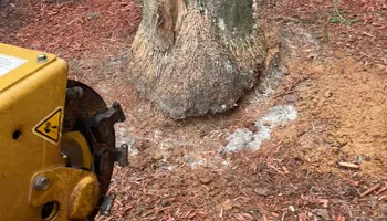 Tree Removal for Alford’s Tree and Stump Services LLC in Lake City, FL