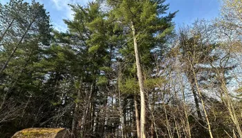 Tree Removal for Leaf and Limb in Townsend, MA