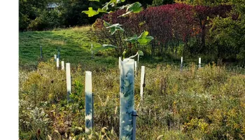 Wildlife & Hunting Property Management for Bluffside Forestry in Cedar Rapids, IA