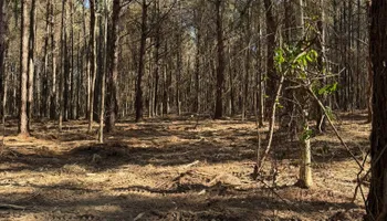 Land Clearing for Big Munchie Landworx in Jackson, MS