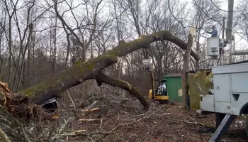 Tree Removal for Puckett's Tree Service in Decatur County, TN