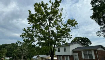 Tree Removal for Meade tree service in Greensboro, NC