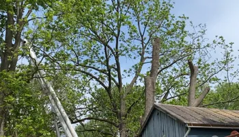 Tree Removal for Gray's Tree Service  in Shenandoah County, VA