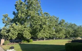 Tree Removal for Sammy's Tree Services in Sacramento, CA