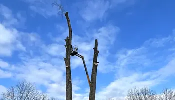 Tree Removal for Huntsville Tree Service in Huntsville, AL