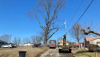 Tree Removal for Lance Tree Service in Tellico Plains ,  TN