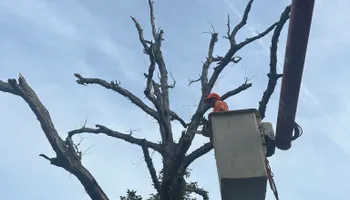 Tree Removal for Cowboys TREE Company in Chesapeake, VA