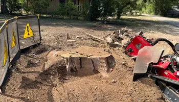 Tree Removal for Oakley’s Stump ‘N Grind in Leander, TX