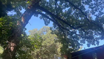 Tree Removal for Dittmer Tree Service in Davenport, IA