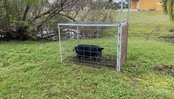 Hogs for North Brevard Wildlife Solutions in Mims, FL