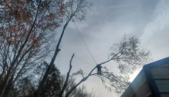 Tree Removal for MTJ Tree Removal LLC in Zebulon, NC