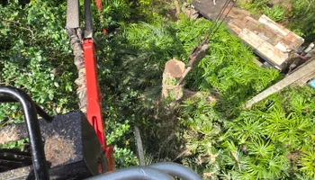 Tree Removal for Near Me Tree Service, Inc. in DeLand, FL