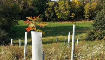 Wildlife & Hunting Property Management for Bluffside Forestry in Cedar Rapids, IA