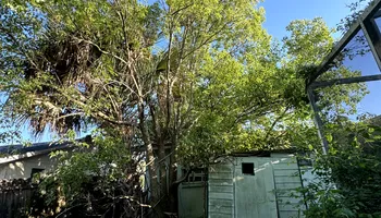 Tree Removal for Elevation Tree Service in Holiday, FL