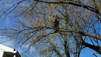 Tree Removal for Hunnicutt’s Tree Service L.L.C. in Monticello, IN
