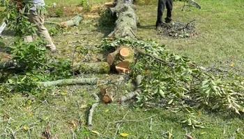 Tree Removal for Mays Tree and Stump Removal in Alden, NY